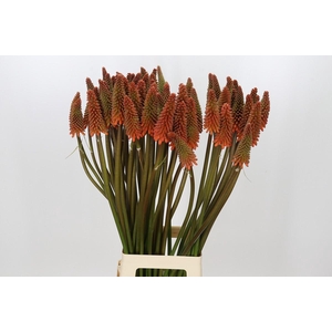 Kniphofia Alcazar