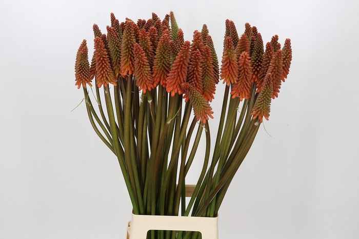 <h4>Kniphofia Alcazar</h4>
