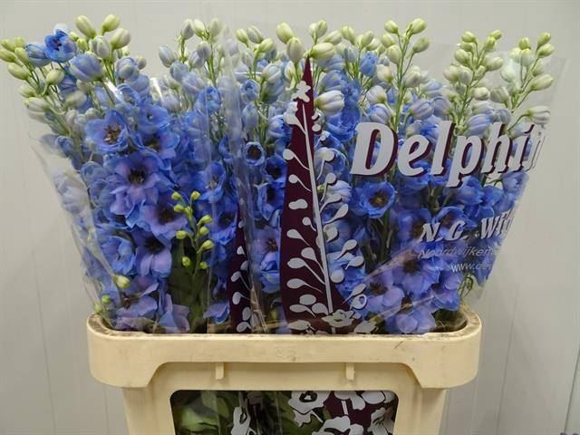<h4>DELPH DU DEW AZUL</h4>