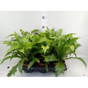 Asplenium antiquum 'Gioia'