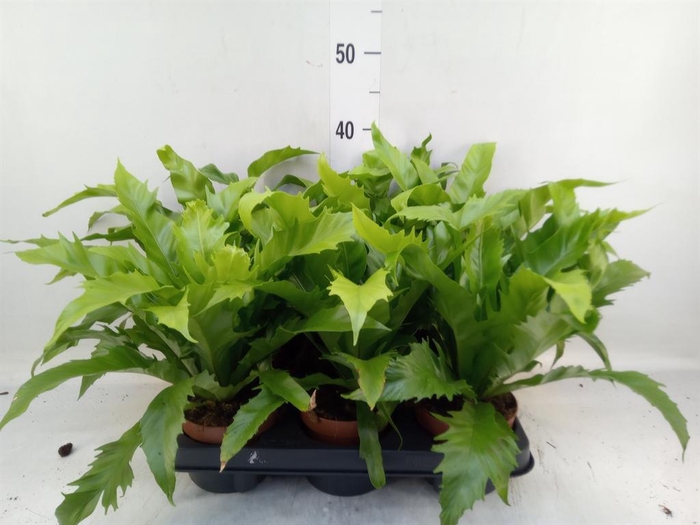 <h4>Asplenium antiquum 'Gioia'</h4>
