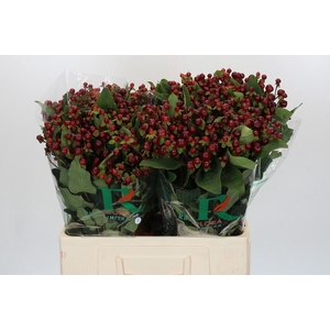 Hypericum Magical Cherry Brown