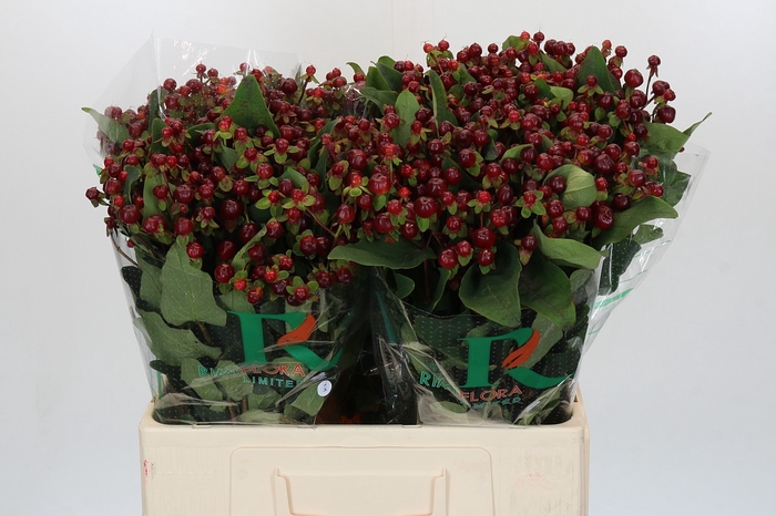 <h4>Hypericum Magical Cherry Brown</h4>