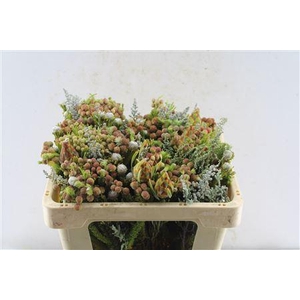 Kaaps Groen Gemengd In Bos