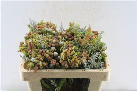 <h4>Kaaps Groen Gemengd In Bos</h4>