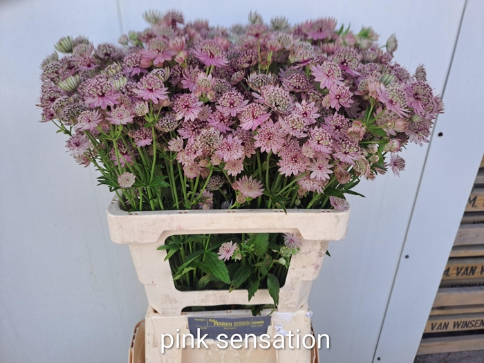 <h4>Astr Pink Sensation</h4>