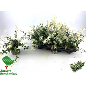 EUONYMUS FO HARLEQUI
