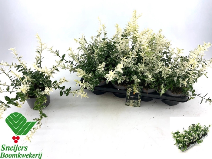 <h4>EUONYMUS FO HARLEQUI</h4>