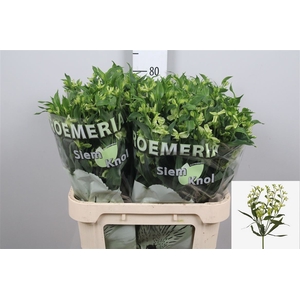 Alst Fl Jade