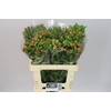 Alstro Charm Coral