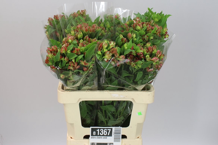 Alstro Charm Coral