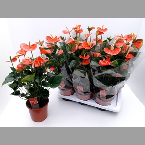 ANTHU ADIOS ORANGE