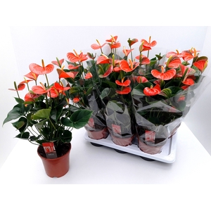 ANTHU ADIOS ORANGE