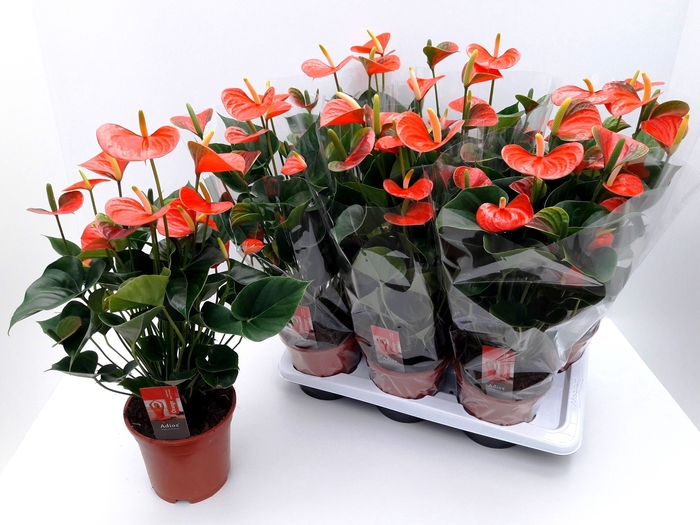 <h4>ANTHU ADIOS ORANGE</h4>
