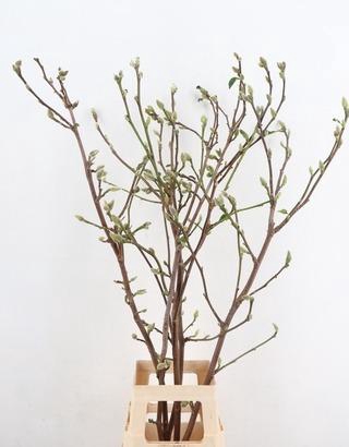 <h4>MAGNOLIA SUPERBA 120CM</h4>