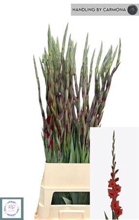 <h4>Glad Gr Costello</h4>