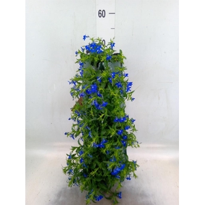 Perkplanten   ...sorted   [Bedding]