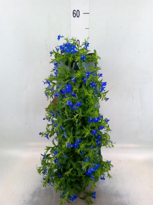 <h4>Perkplanten   ...sorted   [Bedding]</h4>