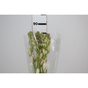 ANGELICA 080 CM