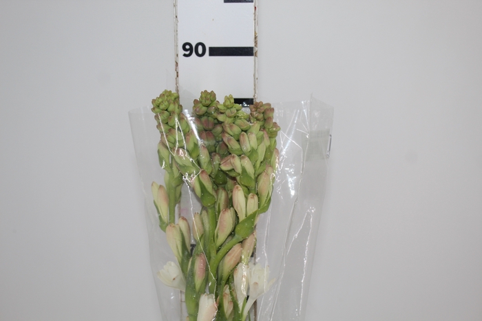 <h4>ANGELICA 080 CM</h4>