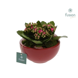 keramiek Moonschaal Small marsala rood met Kalanchoe