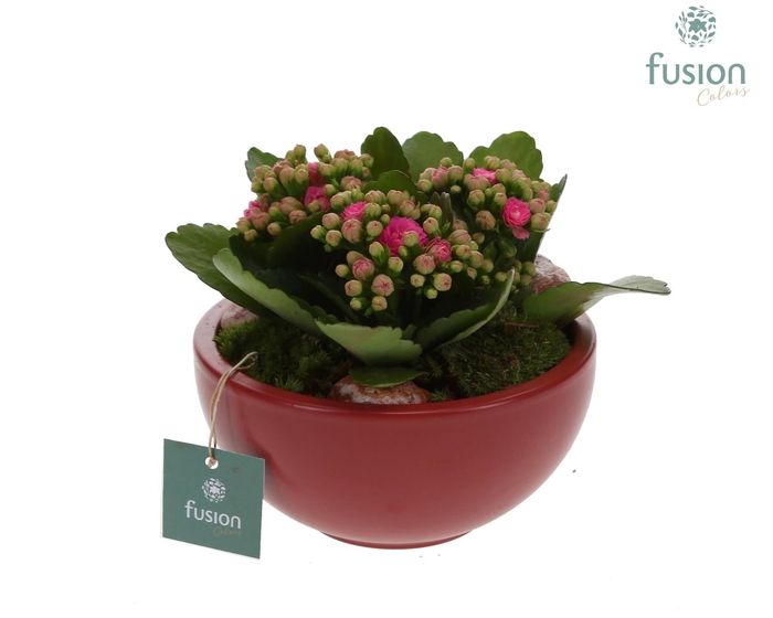 <h4>keramiek Moonschaal Small marsala rood met Kalanchoe</h4>
