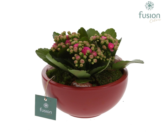 <h4>keramiek Moonschaal Small marsala rood met Kalanchoe</h4>