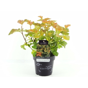 Physocarpus op. Amber Jubilee (First Editions®)