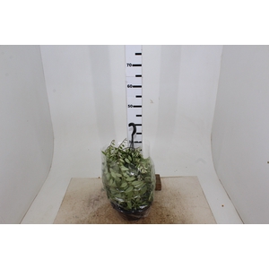 AESCHYNANTHUS C21