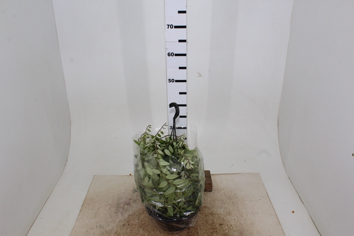 AESCHYNANTHUS C21