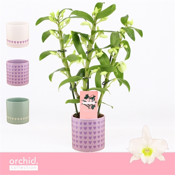<h4>Dendrobium Nobilé, Apollon 3-spike Compact in Horizon Love 'Orchid Collection'</h4>