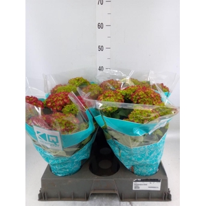 Hydrangea mac. 'Hi Fire'