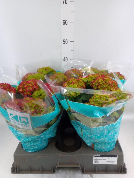 <h4>Hydrangea mac. 'Hi Fire'</h4>