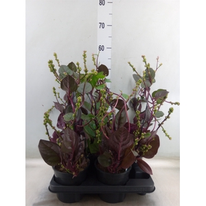 Basella alba 'Rosebud'