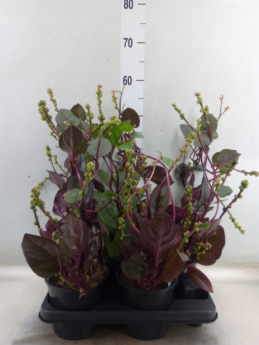 <h4>Basella alba 'Rosebud'</h4>