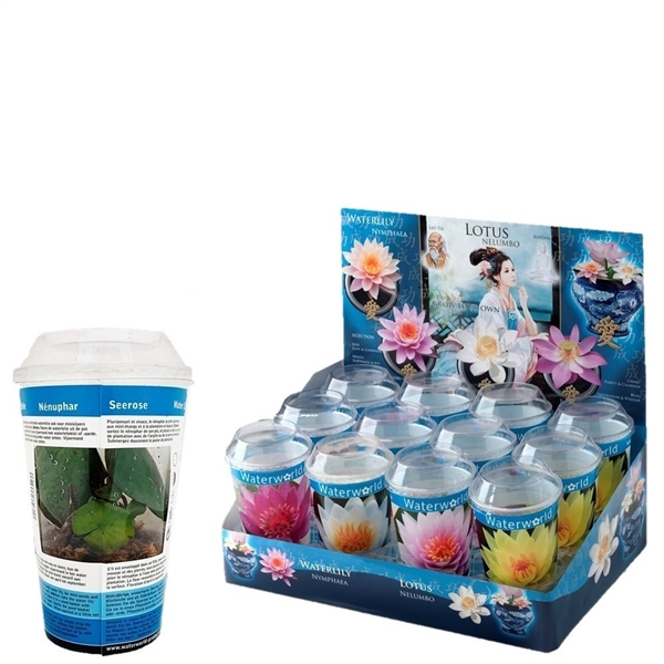 <h4>Nymphaea beker mix + display - waterlelie</h4>