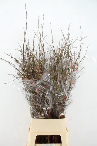 <h4>CHAENOMELES SUPERBA PINK 110CM EXTRA</h4>