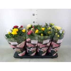 Rosa  'Patio-Hit'   ...mix 5