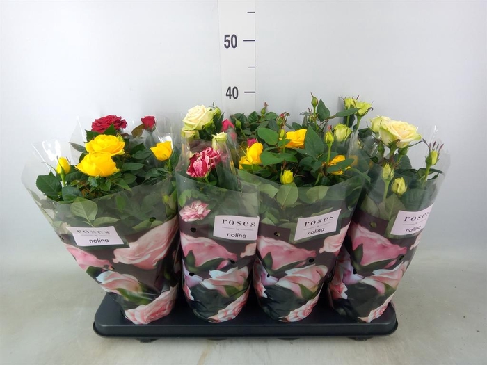 <h4>Rosa  'Patio-Hit'   ...mix 5</h4>