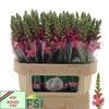 Antirrhinum Antibes Rose