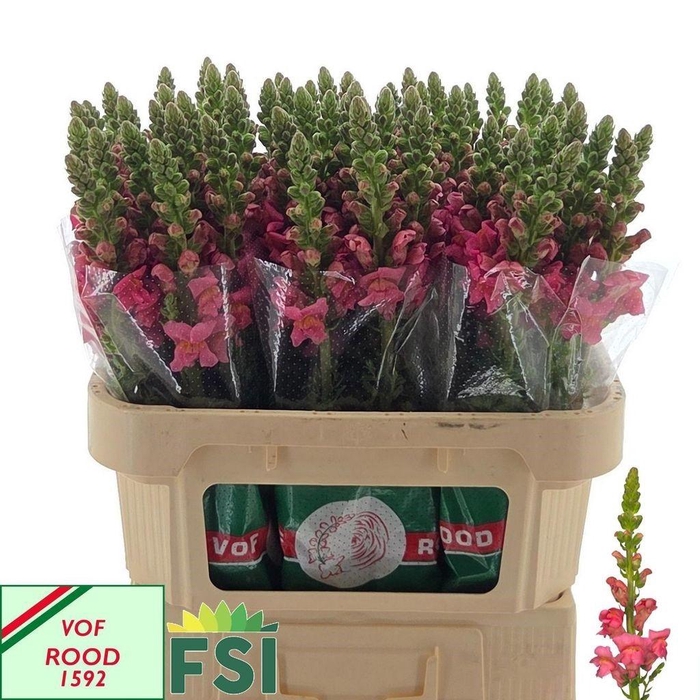 <h4>Antirrhinum Antibes Rose</h4>