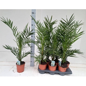 Phoenix Canariensis 14Ø 90cm