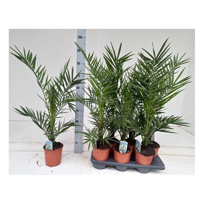 <h4>Phoenix Canariensis 14Ø 90cm</h4>