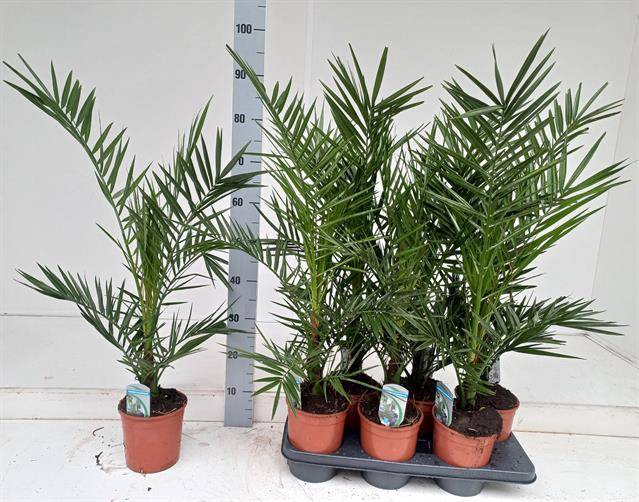 Phoenix Canariensis 14Ø 90cm