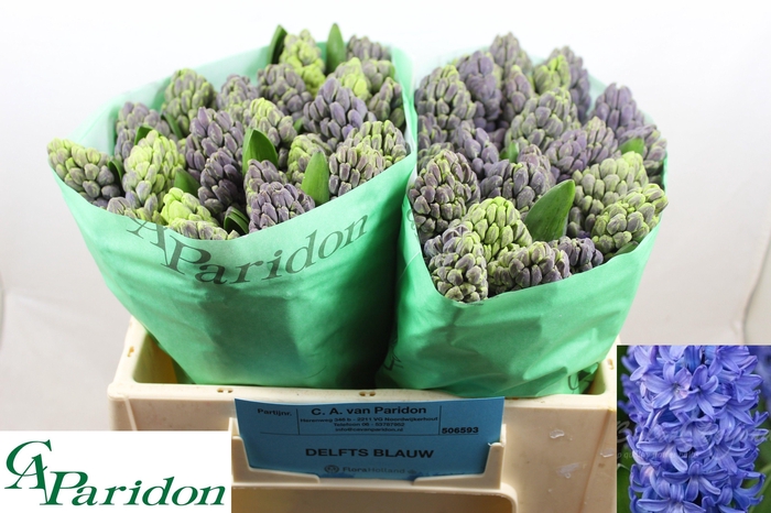 <h4>HYAC DELFT BLUE</h4>