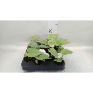 Monstera   ...