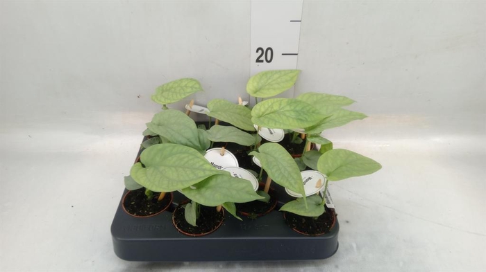 <h4>Monstera   ...</h4>