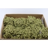 Schinus M Pt Olijf Groen Bunch Xl