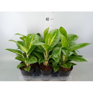 Aglaonema  'Lemon Mint'