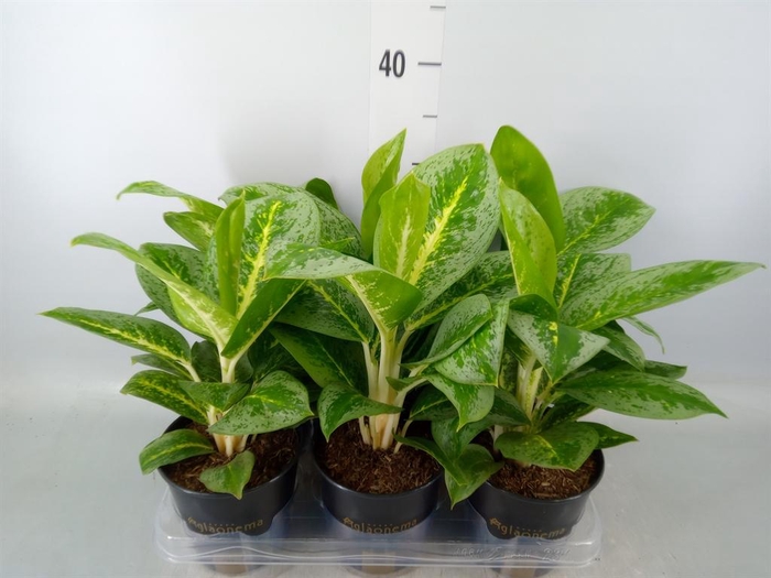 <h4>Aglaonema  'Lemon Mint'</h4>